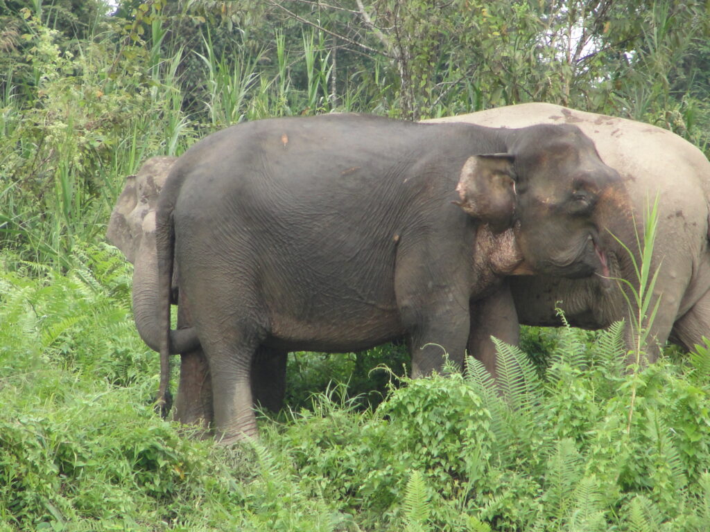 сафари Кения